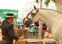 ESPARTANA HBM, DE Y. CONDESA DE BARDEAU, ORO Y MEJORES MOVIMIENTOS EN YEGUAS DE 5 Y 6 A